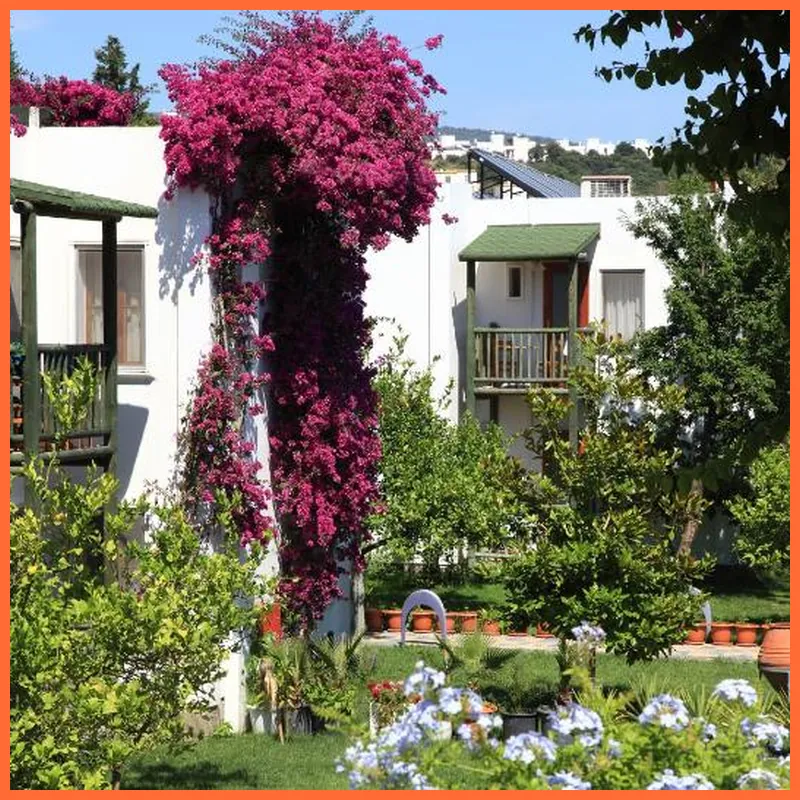 Parkim Ayaz Hotel hotel view