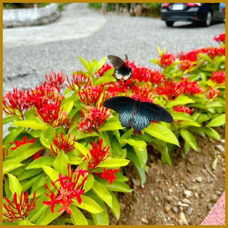 baluo baluo 호텔 시설 이미지