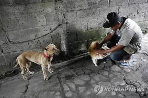 Rabies img
